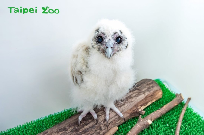 褐林鴞寶寶「雪寶」小時候的模樣Q萌可愛。   圖：台北市動物園提供