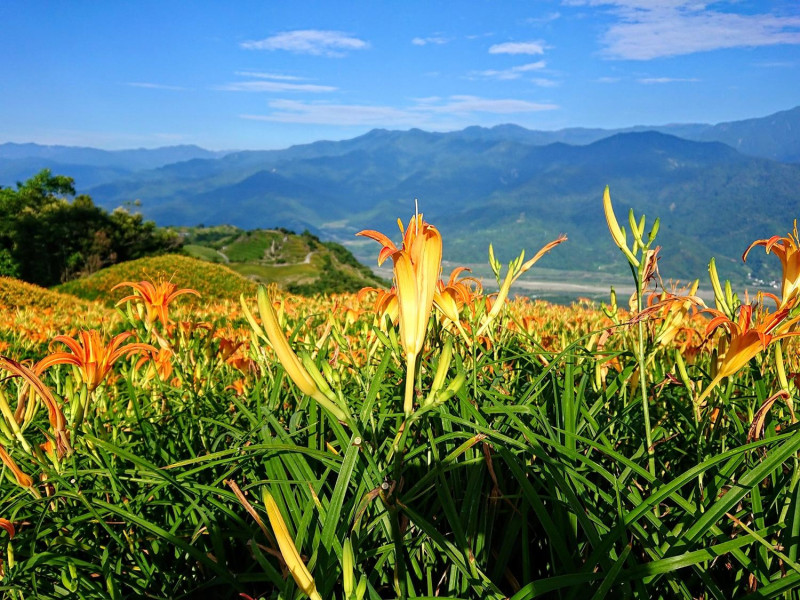 農會和旅遊業合作推出「富麗自然go-六十石山金針賞花遊」行程。   圖：翻攝自花蓮縣富里鄉農會臉書
