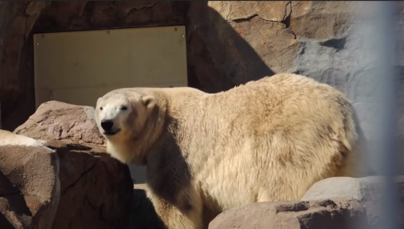新一波熱浪席捲法國，動保團體發動聯署要求轉移北極熊，已獲得14萬人簽名力挺。   圖：翻攝C'est assez臉書
