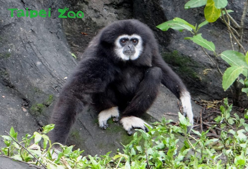 白手長臂猿模範父親，父代母職的爸爸「阿寶」。   圖：台北市動物園提供