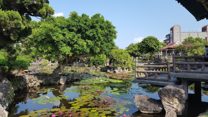 今年的大王蓮葉片直徑已近170公分高，同時更搭配上各色的睡蓮，讓整個中國風的雙溪公園水池熱鬧非凡！   圖：台北市工務局提供