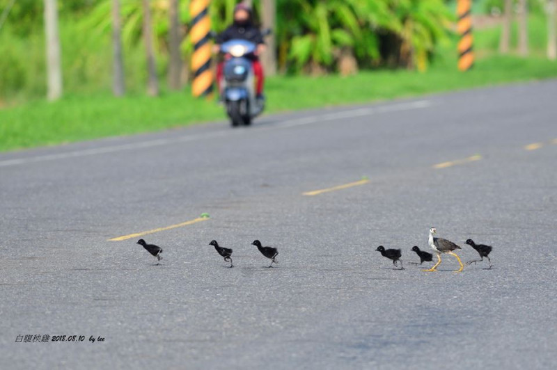 白腹秧雞帶6雛鳥過馬路，還站在隊伍的最後面左顧右盼以策安全。   圖：翻攝李進裕臉書