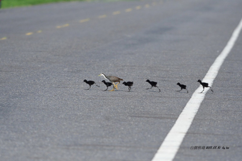 過馬路的隊伍相當井然有序，彷彿白腹秧雞在指揮著大家。   圖：翻攝李進裕臉書