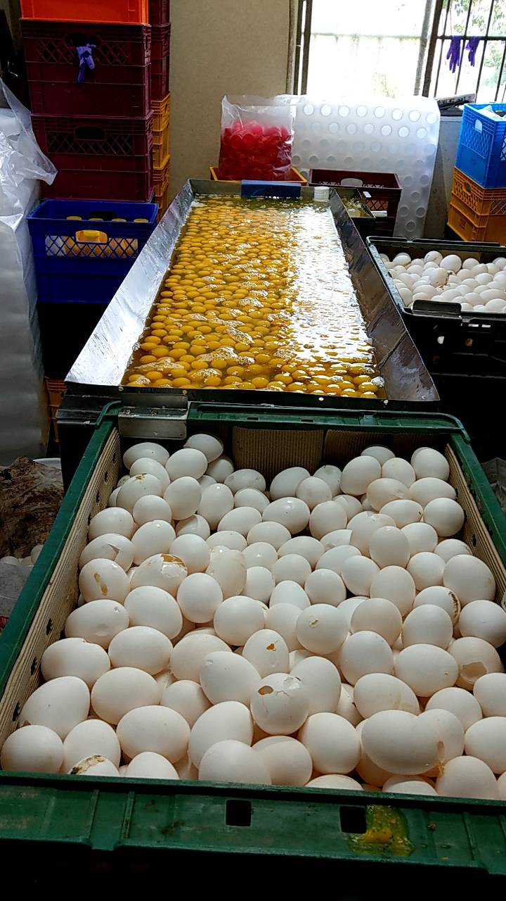 元山蛋品公司為降低成本，將賣場回收的逾期蛋、次級蛋、破蛋，以及變質、發霉、長蟲的雞蛋，敲打混成蛋液，再賣給下游食品業者。。   圖:桃園地檢署/提供