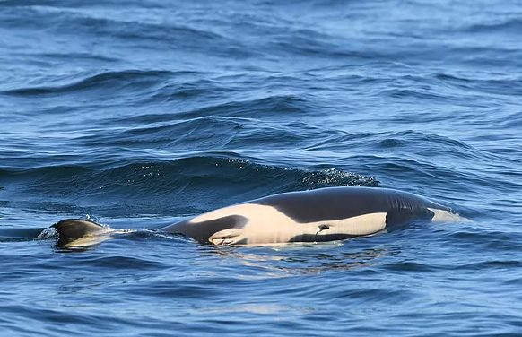虎鯨媽媽塔勒夸伴游幼鯨至少17天後終於放手。   圖：翻攝自Center for Whale Research官網