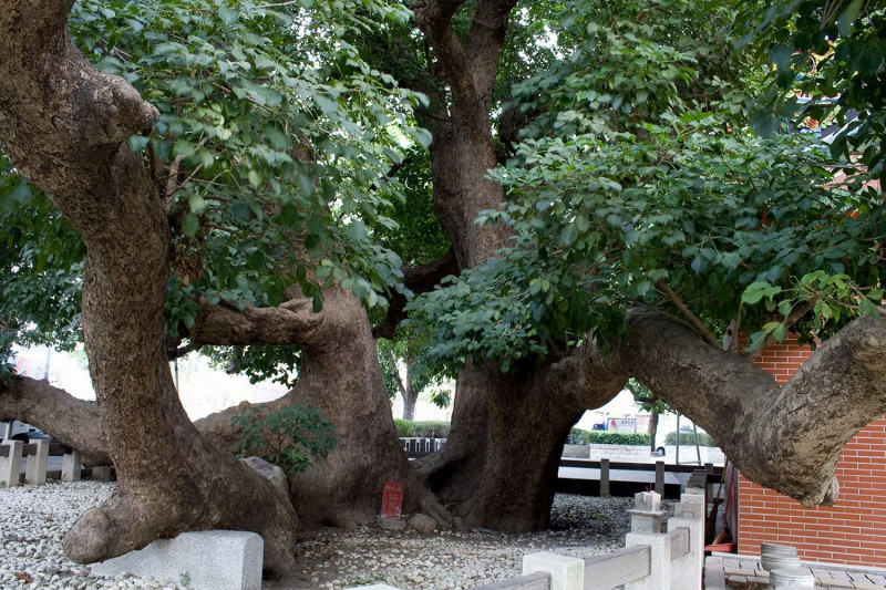 茄苳公園內的千年茄苳樹王。   圖：台中市政府/提供