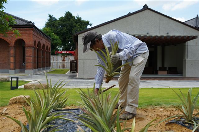 科技型農巴錦楙在臺灣鳳梨工場鳳梨田共栽種14種各式品種的鳳梨。   圖：高雄市文化局/提供