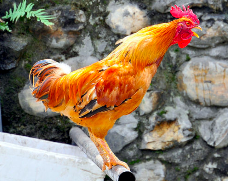 委內瑞拉因通貨膨脹失控，當地一隻重2.4公斤的雞賣1460萬玻利瓦，約66元台幣。   圖：翻攝維基百科