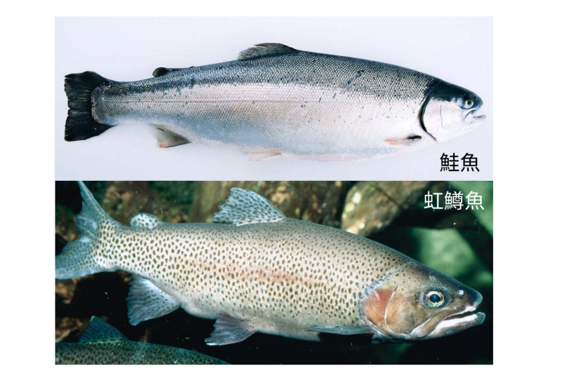 中國一個民間協會將「虹鱒」列為鮭魚的一種，指鱒為鮭因起消費者反彈。針對此事，上海官方今（21）日召開鮭魚定義之爭討論會，期望釐清兩者關係。   圖：新頭殼合成
