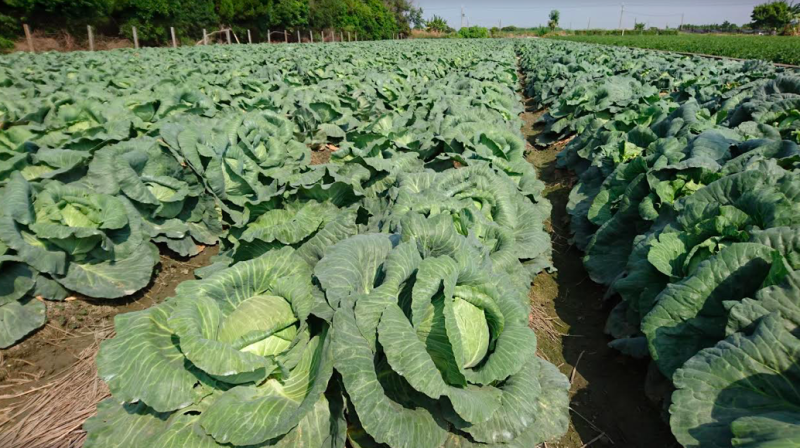 行政院農業委員會農糧署今(24)日表示，雨後蔬菜供應充裕，價格尚屬夏季合理範圍。   圖：農糧署／提供