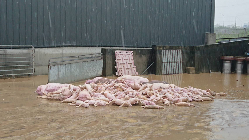 雨彈強襲台灣中南部地區，多個縣市傳出豬隻溺死災情。根據統計，豬隻死亡計有1885頭，嘉義縣就占1800頭。   圖：農委會/提供