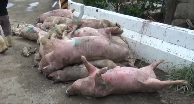 嘉義縣超大豪雨致約4000隻豬淹死，所幸國軍投入救災，包括搬運豬隻屍體與後續消毒工作，避免天災後可能的疫情問題。