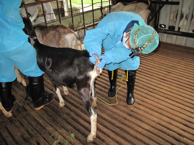 新北市防疫人員在乳羊皮內注射結核菌素檢驗結核病。   圖：新北市政府農業局/提供