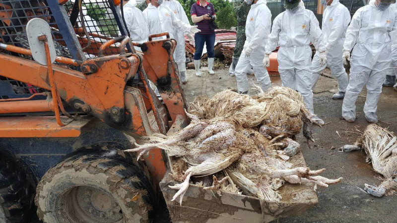 西南氣流造成豪雨成災，台南市政府於昨(26)日將水災所造成的畜禽屍體清理運出。   圖：台南市政府/提供