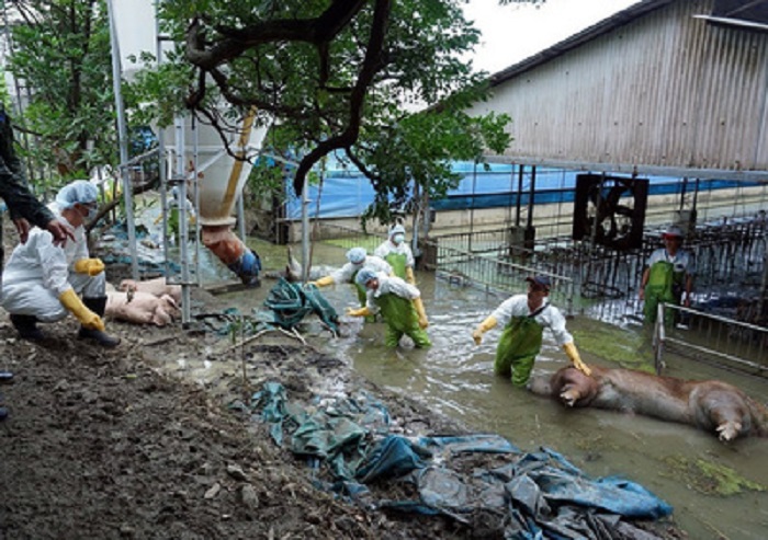 南台灣暴雨成災，數千官兵在災區穿梭、消毒，徒手撿拾牲畜屍體。   圖：陸軍第10軍團/提供