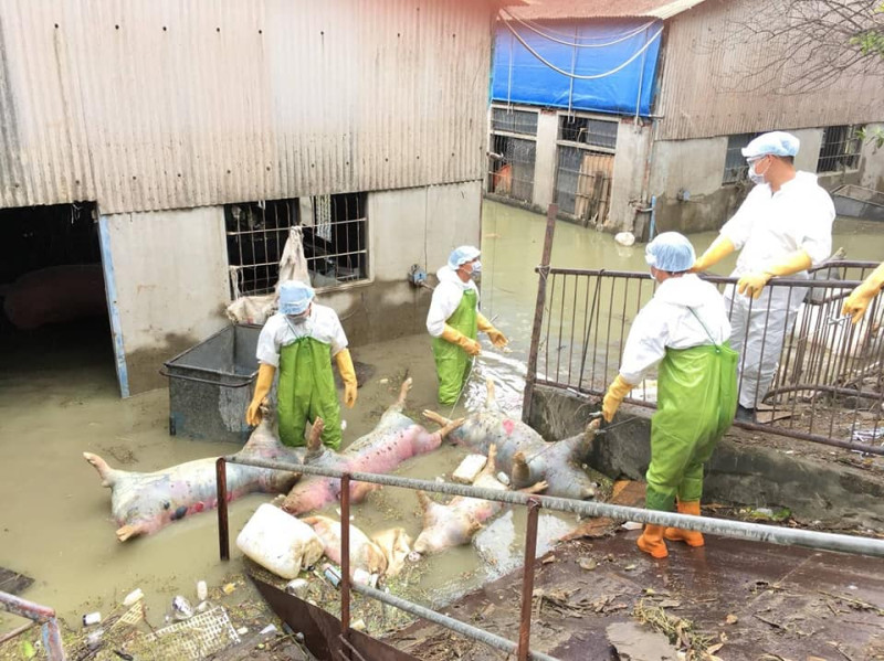嘉義縣府動員相關單位並協調國軍全力協助受災業者進行動物屍體清運。   圖：嘉義縣政府/提供
