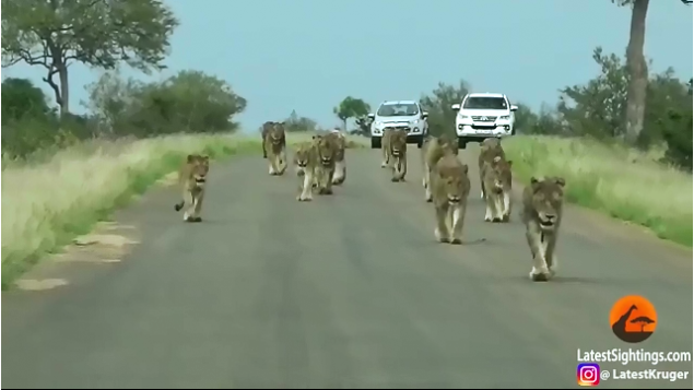 南非克魯格國家公園日前出現15隻獅子一起出現在道路的畫面，相當難得。   圖：翻攝YouTube/ Kruger Sightings/Ram Goye