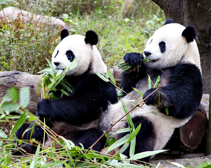 中國重慶動物園打算送兩隻貓熊給高雄壽山動物園一事引發熱議。然而，提此案的重慶市台聯會會長許沛今表示，此案只是她個人建議，並不代表中央對台政策。(圖為臺北市立物園的貓熊)
