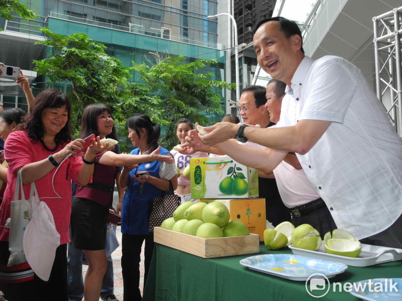 朱立倫在八里文旦柚拍賣會剝柚子，在場民眾搶著品嘗。                                              
   圖：王峻昌/攝                        