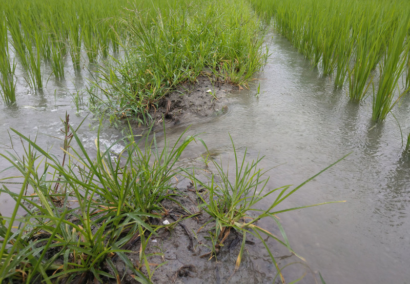 連日下雨，田間淹水嚴重，台東農改場呼籲農友，進行防災管理措施同時，勿忘自身安全。   圖：中央社