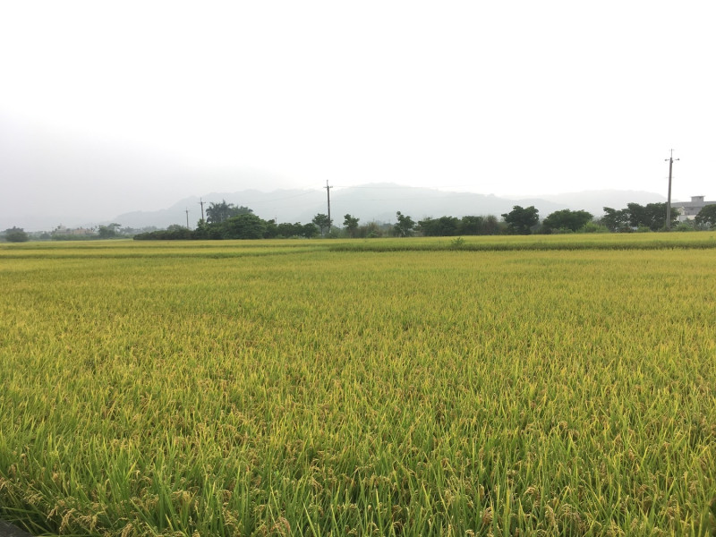 農糧署表示，稻農於9月21日之前申報種稻，可高於市價交售公糧。   圖：農糧署/提供