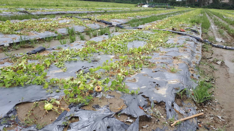 豪雨重創南部，農民損失嚴重。   圖：高雄市政府提供