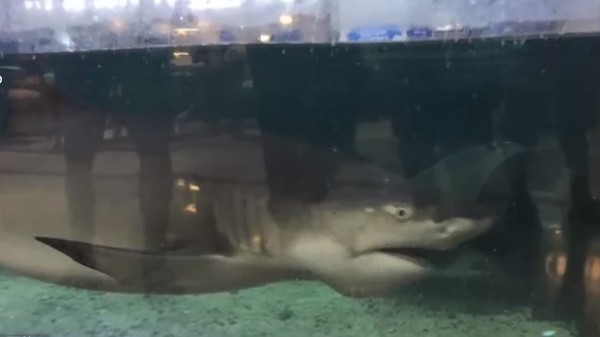 貴陽一間商場水族館飼養的鯊魚咬傷6歲女童右手。   圖：翻攝自梨視頻