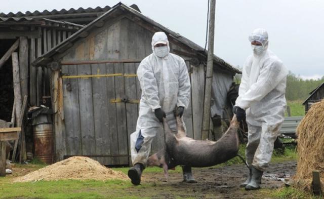 非洲豬瘟在中國持續蔓延，至今已擴及17個地區，目前已有65人中標。   圖 : 翻攝自twoeggs.com