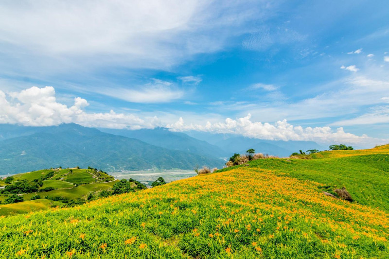 有「台灣小瑞士」的六十石山，金針花隨著山坡起伏生長，就像是在綠油油的草地上披著一條金黃毯子。   圖：花東縱谷國家風景區管理處臉書