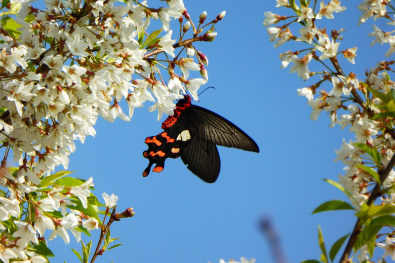9月是奧萬大的賞蝶期，漫步在林蔭下的步道，可以遇見一隻隻蝴蝶翩翩飛舞。   圖：奧萬大情報站臉書