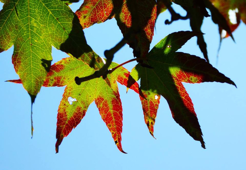 漸漸由綠轉紅的楓葉，象徵秋天到來。   圖：奧萬大情報站臉書