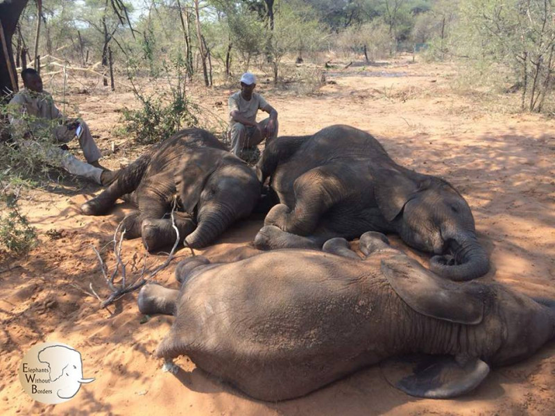 非洲國家波札那一夕之間有87隻大象慘遭殺害拔走象牙，令保育團體震驚痛心。   圖：翻攝大象無國界臉書