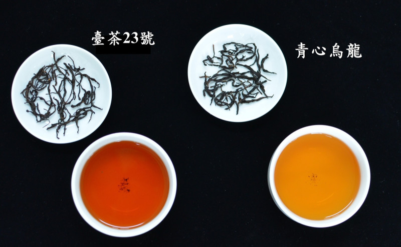 台茶23號成茶與茶湯。   圖：農委會/提供