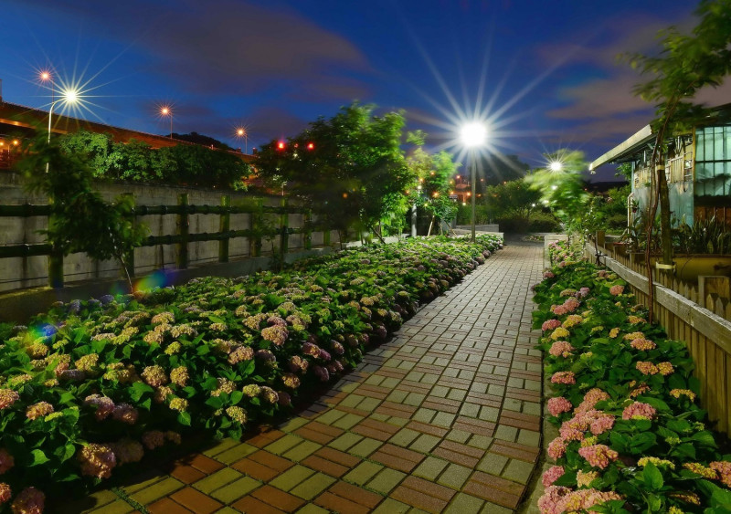 泰山區黎明步道綠美化後的繡球花夜景，美不勝收。                                                             
   圖：新北市環保局提供                             