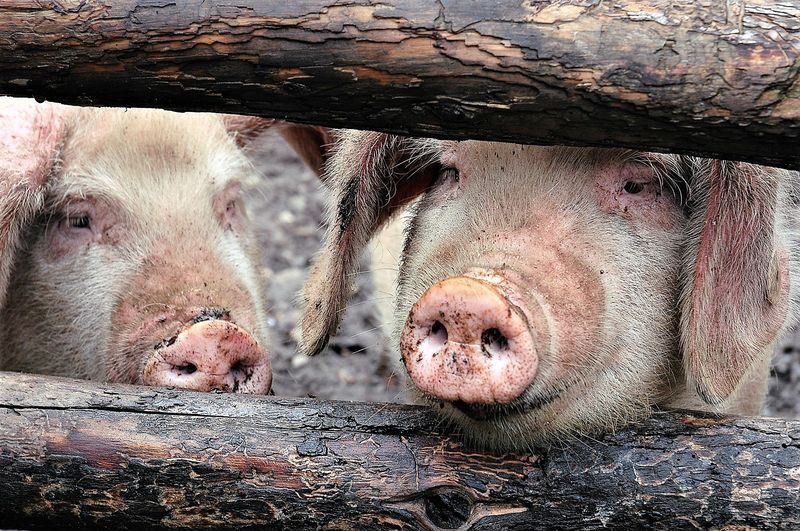 非洲豬瘟重創中國養豬業，導致豬肉價格暴漲，為穩定市場價格，部分地區已推出因應政策。   圖：取自Pixabay