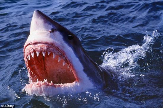 美國東北部麻薩諸塞州警方的報告說，一名泳客似在麻州外海遭鯊魚攻擊，傷重死亡。示意圖。   圖 : 翻攝自tech.sina.com