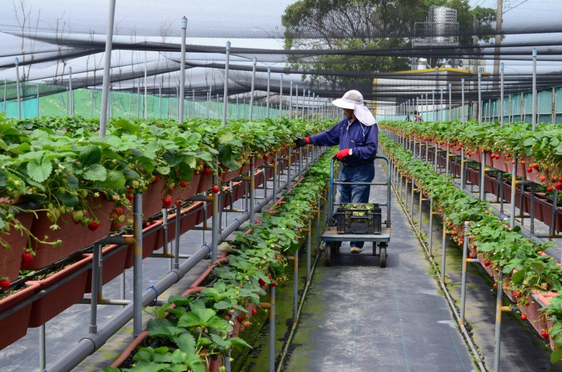 高架草苺栽培具提高生產力及省工栽培優勢，改良栽培業者作業姿勢，減輕身體負擔，有效提升作業效率   圖：農委會/提供