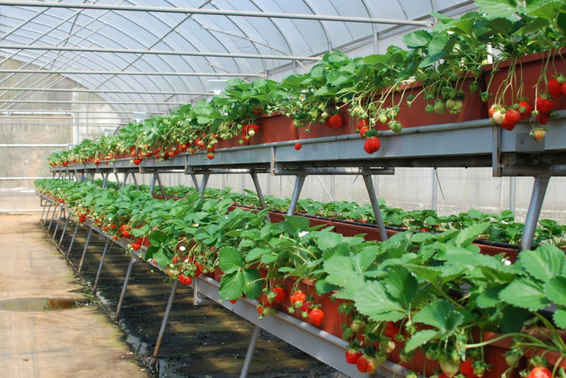 高架草苺栽培採無土栽培模式，主要利用栽培介質配合固體肥料或養液肥料供給。   圖：農委會/提供