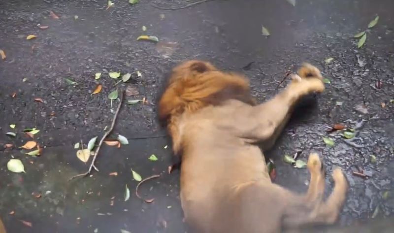 馬尼拉動物園的惡劣環境，在菲律賓早就是愛護動物團體關切的議題，最近有臉友張貼出一隻獅子疑似痙攣的影片，再次引發善待動物的呼聲。   圖：翻攝自 Mark Lee 臉書