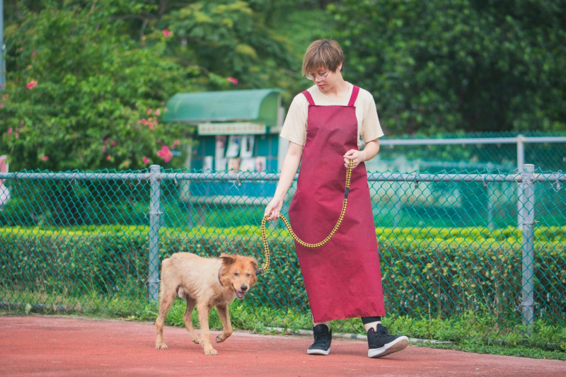 年邁失智老犬仍需要定時帶出籠散步曬太陽及與人互動，有助於減緩失智症惡化情形。   圖：新北市動保處/提供