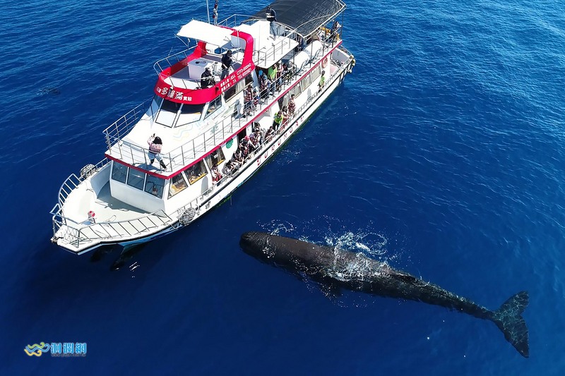 花蓮賞鯨船出海連3天都發現抹香鯨的蹤跡，甚至靠近船隻，與船隻互動，引起遊客驚呼連連。   圖：洄瀾網／提供