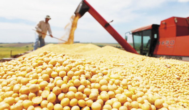 美國農民正冒險一搏儲備易爛的黃豆，以便中國可能恢復購買。   圖 : 翻攝自club.kdslife.com