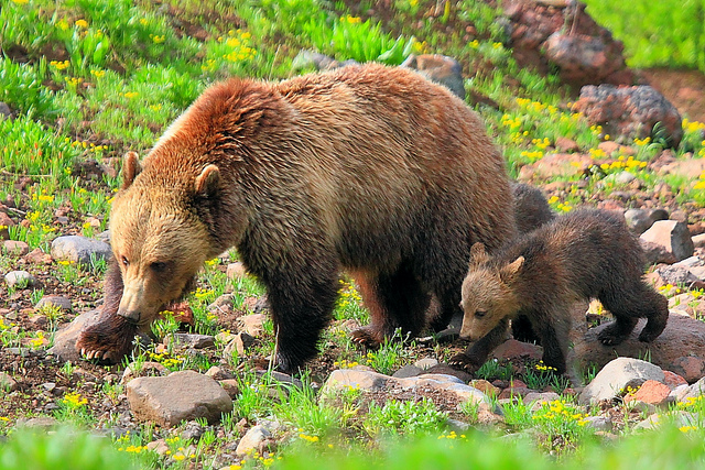 美國聯邦法官今天下令將棲息在黃石國家公園內部及周遭的灰熊，重新列入瀕臨滅絕物種保護法（ESA）保護名單。   圖 : 翻攝自np.cpami.gov.tw