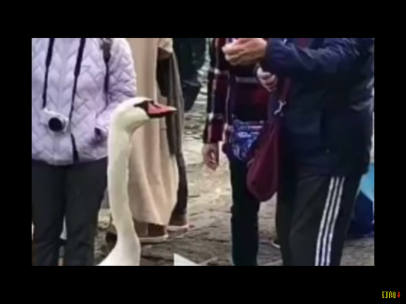 無辜的天鵝「劫鈔」不成，反而被中國大媽強力拉扯，似乎驚魂未定。   圖：翻攝自Youtube
