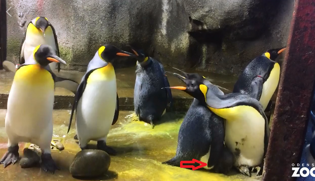 丹麥奧丹斯動物園日前發生同性戀企鵝（右2隻）「綁架」鄰居小企鵝（紅箭處）事件，吸引網友討論。   圖：翻攝奧丹斯動物園臉書
