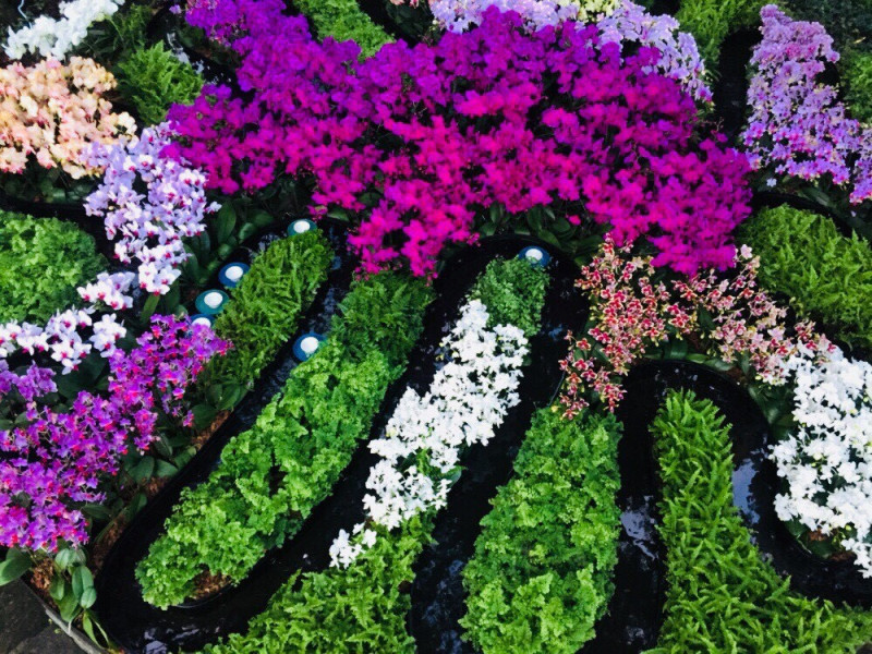 農糧署指出，蝴蝶蘭室內觀賞期可長達1至3個月，高雅大方的丰姿，是最佳的送禮花卉。   圖：農糧署/提供