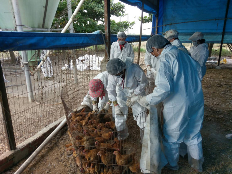 雲林縣北港鎮火雞場上個月確定感染H5N2亞型高病原性禽流感，為全年第90例（資料照片）   圖：嘉義縣政府／提供