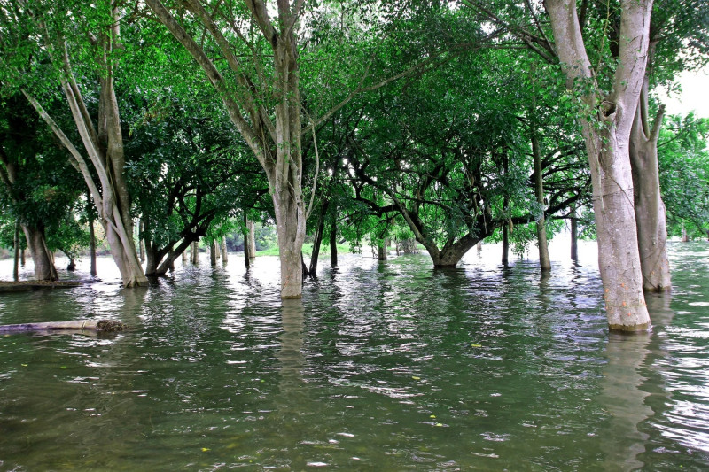 曾文水庫因823帶來的豪雨，出現水漾森林美景。   圖：嘉義縣觀光局/提供