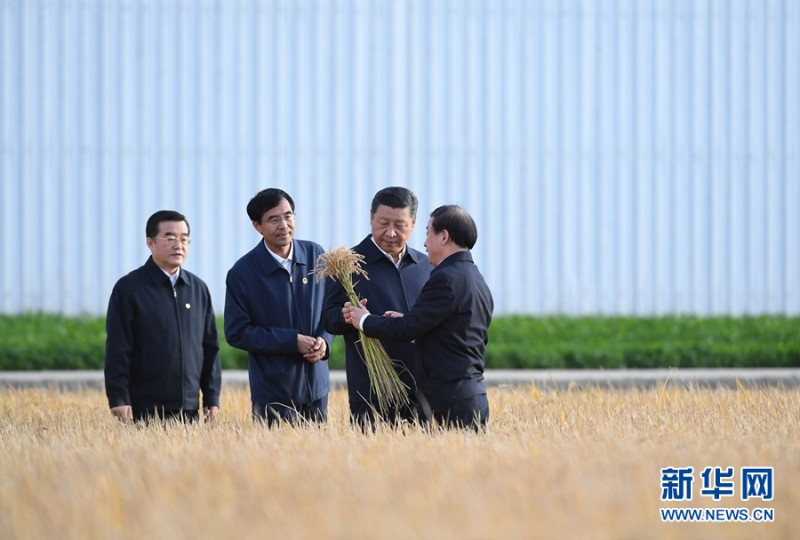 在三天的視察行程中，習近平（右2）舉起麥穗，與農民閑聊。   圖：翻攝自新華網