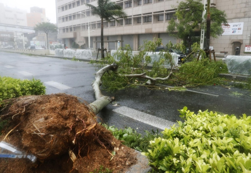 颱風潭美29日侵襲日本沖繩，帶來的狂風暴雨把路樹吹倒，也造成多人受傷。   圖/共同社提供